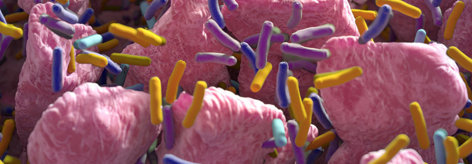 anxiete reguler flore intestinale biophenix Image