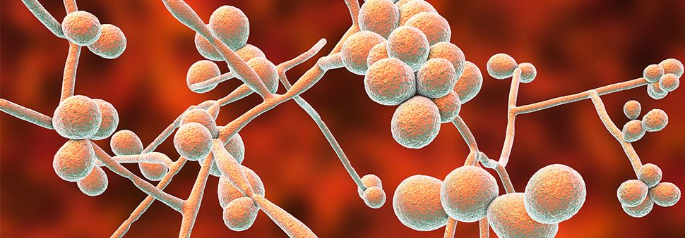 candidose biophenix Image