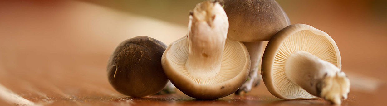 champignon-de-paris-bienfaits-biophenix Image