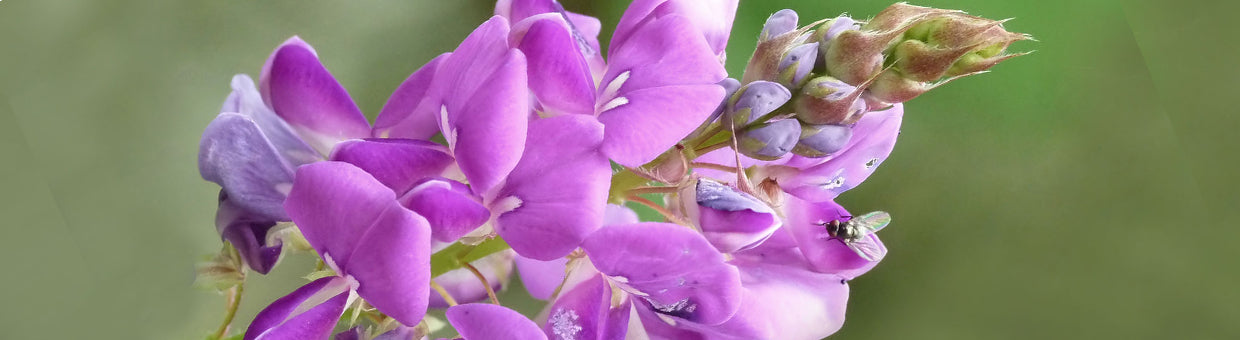 desmodium-bienfaits-biophenix Image