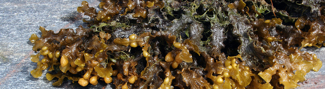 fucus-vesiculeux-bienfaits-biophenix Image