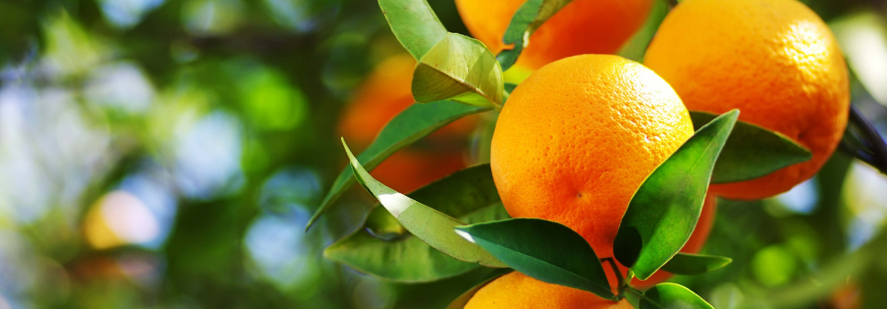 oranges vitamines c Image